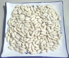 white kidney bean