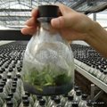 Tissue culture of glass bottle 2