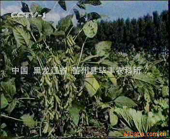 供應畢豐1號毛豆種