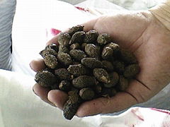 Malva Nuts