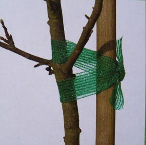 Tree tie