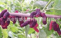 HBXIAN Blend of Fruits Polyphenol Extract Powder---New type of high ORAC value