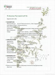 HBXIAN Tribulus Terrestris Extract