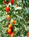 HBXIAN枸杞叶黄素提取物Wolfberry lutein