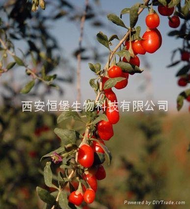 HBXIAN Goji berry polyphenols extract powder---Goji Antioxidant nutrients produc