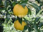 HBXIAN Citrus bioflavonoids extract powder  3