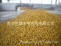 HBXIAN Citrus bioflavonoids extract powder  5