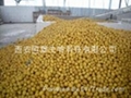 HBXIAN Citrus bioflavonoids extract powder  5