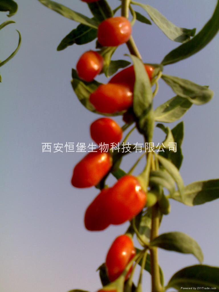 HBXIAN Goji berry ratio extract 2