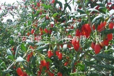 HBXIAN Goji berry polyphenols extract powder---Goji Antioxidant nutrients produc 4