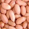 Groundnut