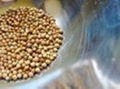 Coriander seeds 1