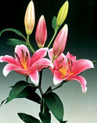 Fresh cut flower-Lily-Tiber