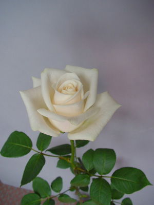 Fresh cut flower-Rose-Vendela