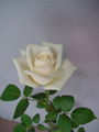 Fresh cut flower-Rose-Vendela