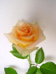 Fresh cut flower-Rose-Versilia