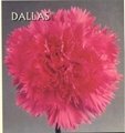 Fresh cut flower-Carnation-Dallas