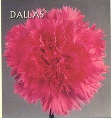 Fresh cut flower-Carnation-Dallas