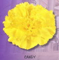 Fresh cut flower-Carnation-Yellow