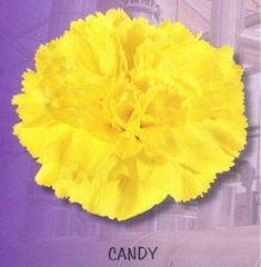 Fresh cut flower-Carnation-Yellow Liberty