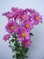 Fresh cut flower-Spray Chrysanthemum-Camel