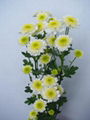 Fresh cut flower-Spray Chrysanthemum-