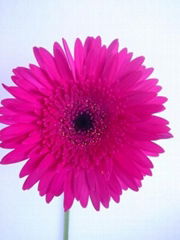 Fresh cut flower-Gerbera-Magnum