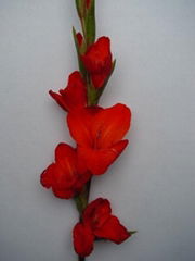 Fresh cut flower-Gladiola-Advance Red