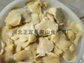 oyster mushroom in brine