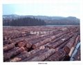 Softwood /Hardwood Log