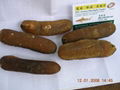 DRIED GOLDEN SAND FISH SEA CUCUMBERS 1