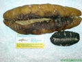 White Teat Sea cucumber 2