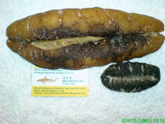 White Teat Sea cucumber