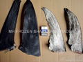 DRIED BLUE SHARK FINS