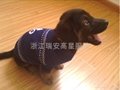 dog sweater  ---- pet  sweater－DS711A 2