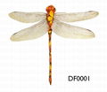 dragon fly