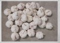 Chinese White Garlic 1