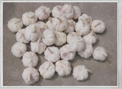 Chinese White Garlic