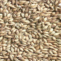 Feed Barley