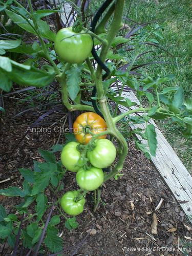  tomato spiral 3