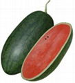 Watermelon oblong shape variety 1