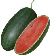 Watermelon oblong shape variety