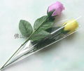 single rose on stem 1