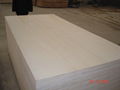 all poplar plywood