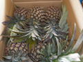 FRESH PINEAPPLES AND TROPICAL FRESH FRUITS 1