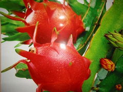 Dragon fruit