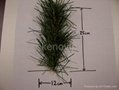 pine needle branch 1