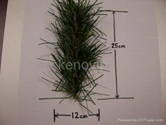 pine needle branch