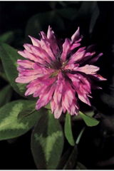 Red Clover P.E.