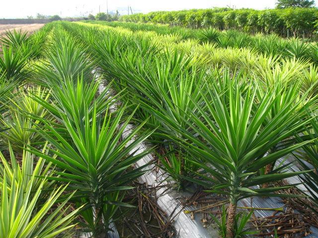 象脚王兰yucca elephantipes hualigarden(台湾 生产商 绿化苗